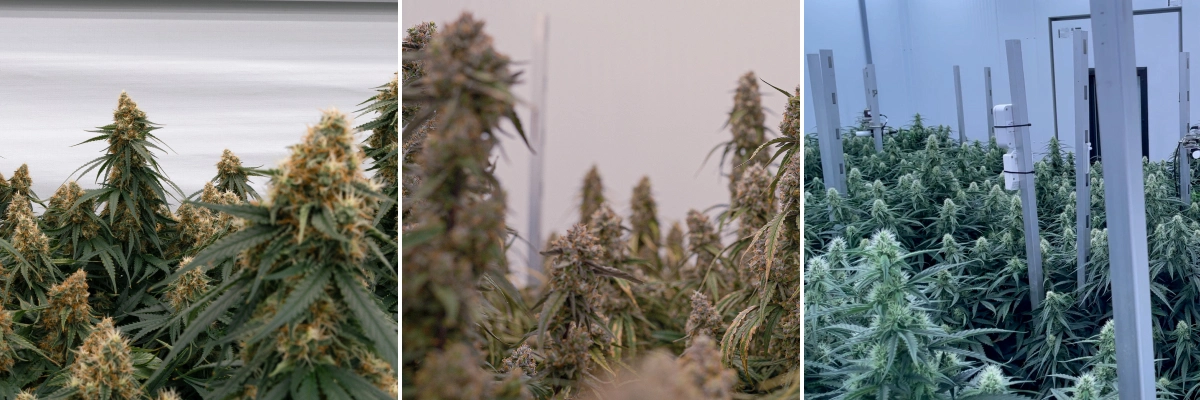 F1-hybridplantor av cannabis: kraftig tillväxt och blomning F1-hybridplantor av cannabis i kontrollerade odlingsrum, med täta hartsrika blommor, kraftig tillväxt och jämnt blommande bladverk.