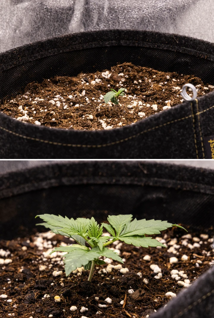 Granddaddy Purple Auto vecka 1: plantstadium Granddaddy Purple Auto cannabisplanta under vecka 1, med tidig tillväxt i en 11 L tygkruka efter direktsådd, öppna hjärtblad och de första riktiga bladen under utveckling.