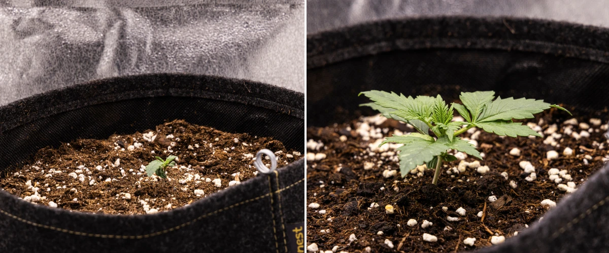Granddaddy Purple Auto vecka 1: plantstadium Granddaddy Purple Auto cannabisplanta under vecka 1, med tidig tillväxt i en 11 L tygkruka efter direktsådd, öppna hjärtblad och de första riktiga bladen under utveckling.