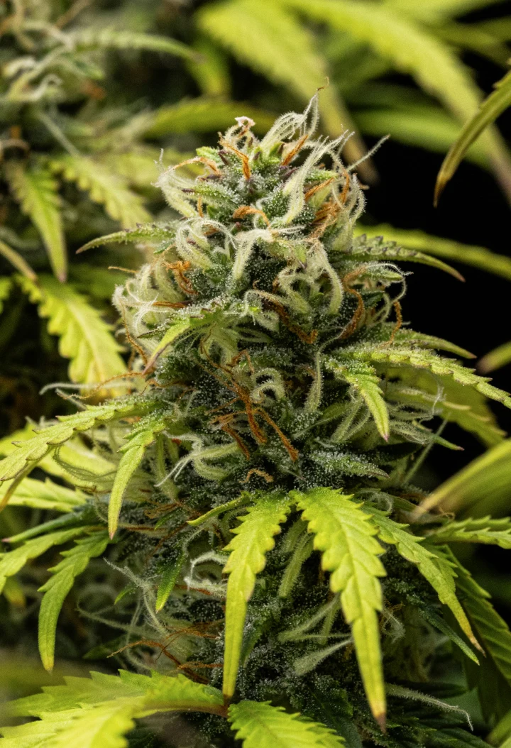 Granddaddy Purple Auto vecka 10: fruktiga buds nära skörd Granddaddy Purple Auto cannabisplanta under vecka 10, med mogna trikomklädda buds, fruktiga blommande colas, orange pistiller och gulnande höstblad när skörden närmar sig.