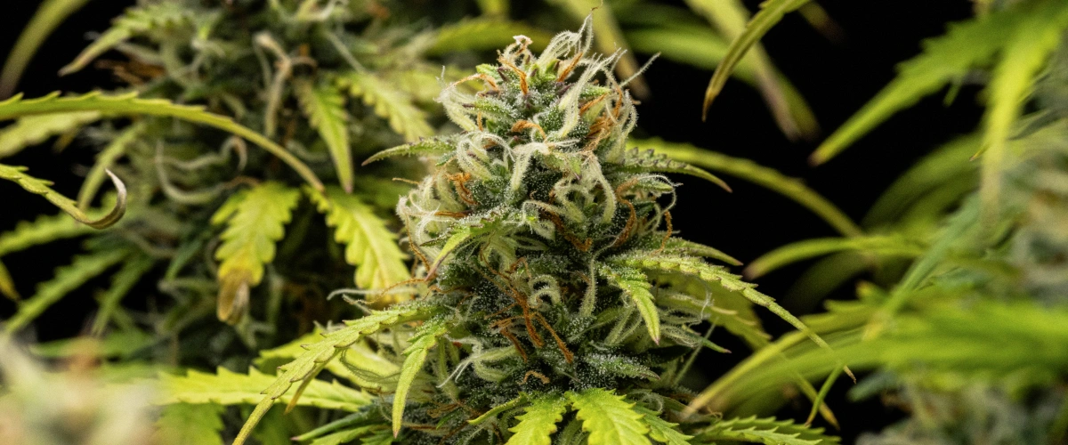 Granddaddy Purple Auto vecka 10: fruktiga buds nära skörd Granddaddy Purple Auto cannabisplanta under vecka 10, med mogna trikomklädda buds, fruktiga blommande colas, orange pistiller och gulnande höstblad när skörden närmar sig.