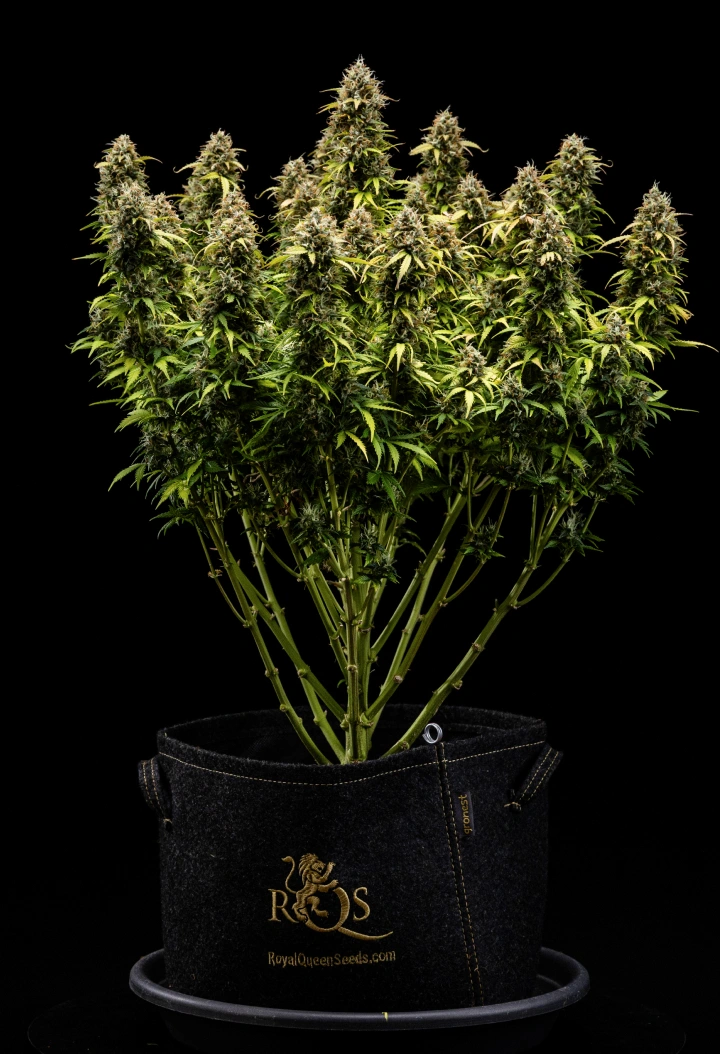 Granddaddy Purple Auto vecka 11: redo för skörd Granddaddy Purple Auto cannabisplanta under vecka 11, med stenhårda trikomklädda buds, fruktiga mogna colas, djupt höstgula blad och blommor redo för skörd.