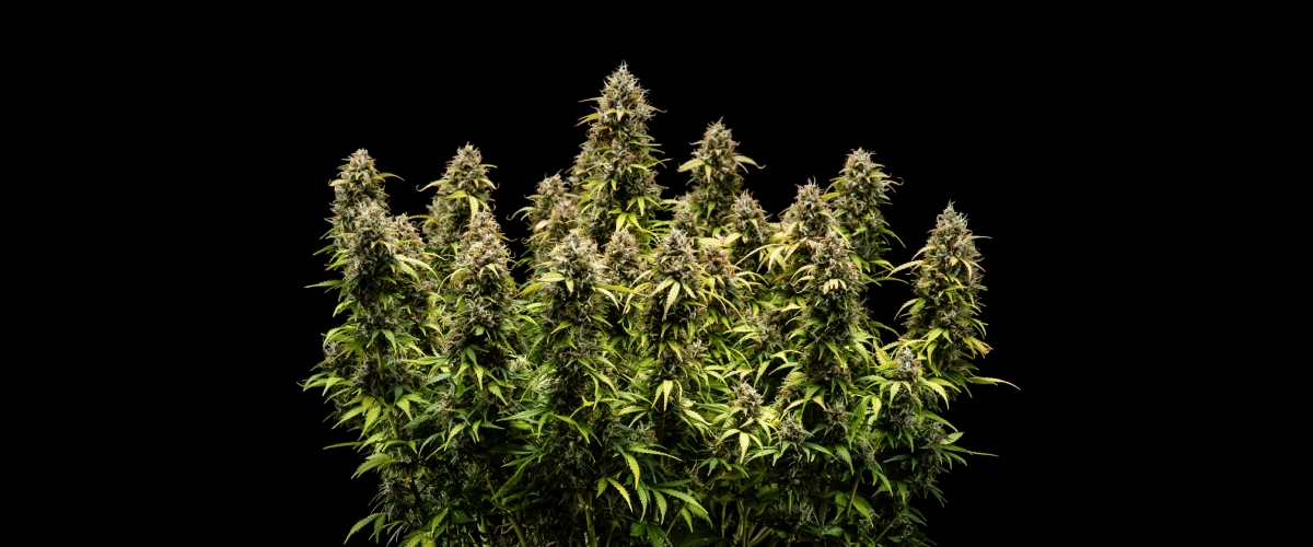 Granddaddy Purple Auto vecka 11: redo för skörd Granddaddy Purple Auto cannabisplanta under vecka 11, med stenhårda trikomklädda buds, fruktiga mogna colas, djupt höstgula blad och blommor redo för skörd.