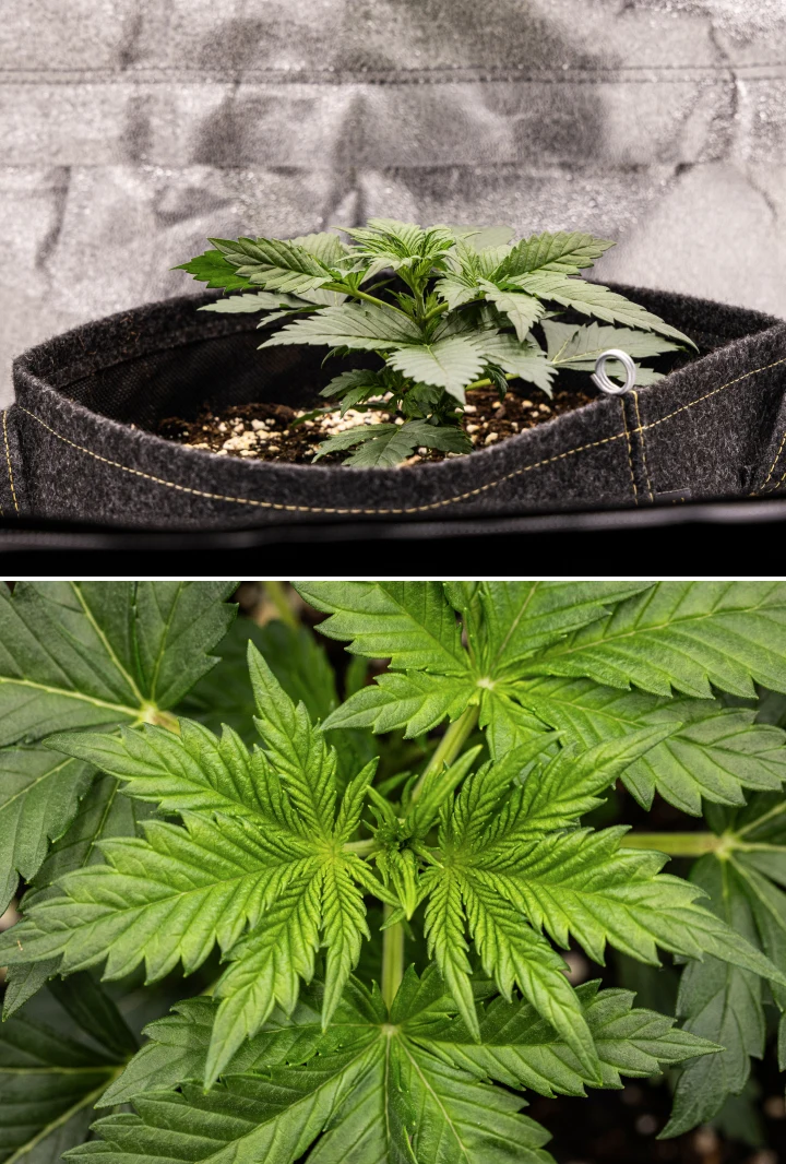 Granddaddy Purple Auto cannabisplanta under vecka 2, med starkare tidig vegetativ tillväxt, ny förgrening, friska gröna blad och återhämtning från sin ojämna plantstart.
