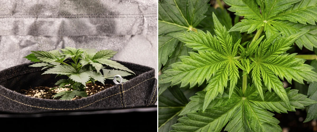 Granddaddy Purple Auto vecka 2: tidig vegetativ tillväxt Granddaddy Purple Auto cannabisplanta under vecka 2, med starkare tidig vegetativ tillväxt, ny förgrening, friska gröna blad och återhämtning från sin ojämna plantstart.