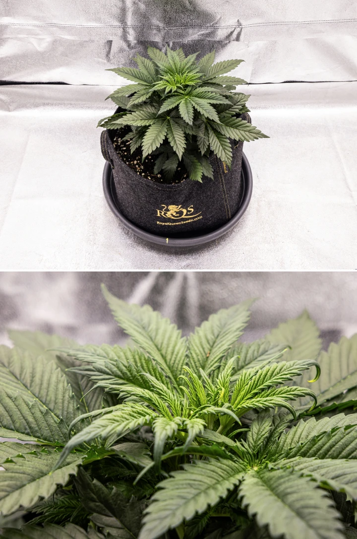 Granddaddy Purple Auto cannabisplanta under vecka 3, med stadig vegetativ tillväxt, en full krona av friska solfjädersblad och en jämn kompakt struktur innan blomningen börjar.