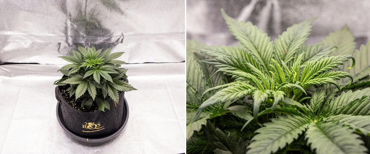 Granddaddy Purple Auto vecka 3: vegetativ tillväxt Granddaddy Purple Auto cannabisplanta under vecka 3, med stadig vegetativ tillväxt, en full krona av friska solfjädersblad och en jämn kompakt struktur innan blomningen börjar.
