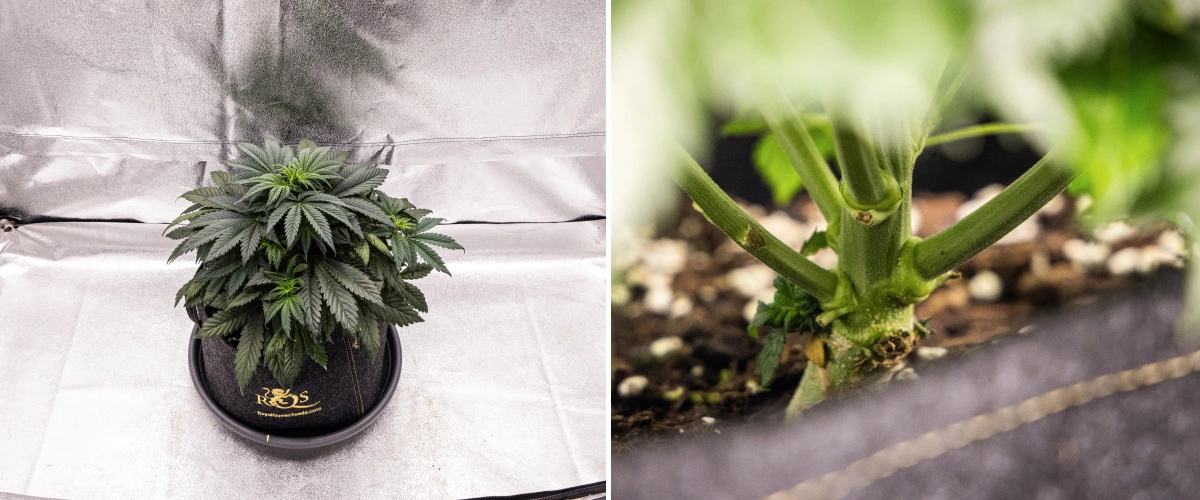 Granddaddy Purple Auto cannabisplanta under vecka 4, med en kompakt mörkgrön krona, stark stamutveckling och de första vita pistillerna när blomningen börjar.