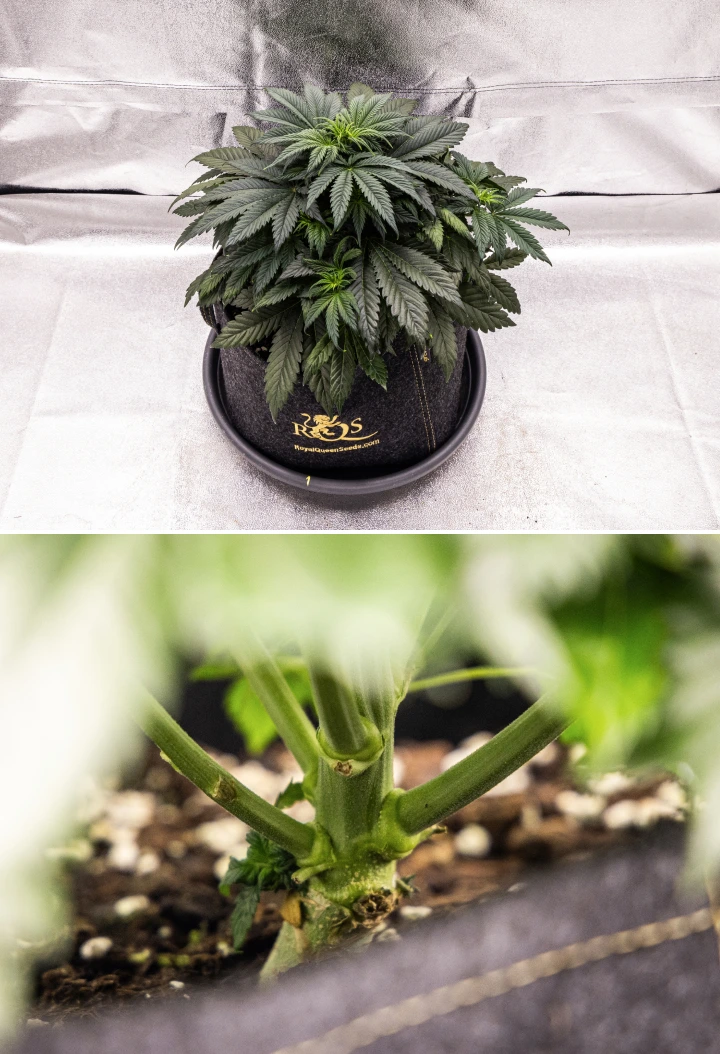 Granddaddy Purple Auto cannabisplanta under vecka 4, med en kompakt mörkgrön krona, stark stamutveckling och de första vita pistillerna när blomningen börjar.