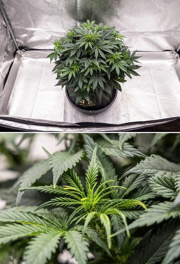 Granddaddy Purple Auto vecka 5: blomningen börjar Granddaddy Purple Auto cannabisplanta under vecka 5, med början av blomningen, tätt mörkgrönt bladverk, utvecklande blomplatser och ny blomväxt längs grenarna.