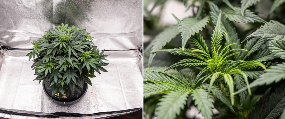 Granddaddy Purple Auto vecka 5: blomningen börjar Granddaddy Purple Auto cannabisplanta under vecka 5, med början av blomningen, tätt mörkgrönt bladverk, utvecklande blomplatser och ny blomväxt längs grenarna.