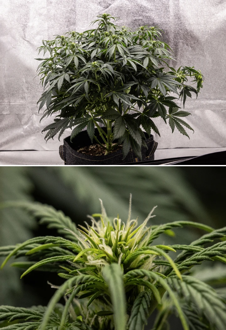 Granddaddy Purple Auto vecka 6: blommande buske Granddaddy Purple Auto cannabisplanta under vecka 6, med ett tätt mörkgrönt blommande bladverk, buskig grenstruktur, tidiga vita pistiller och sund budutveckling.