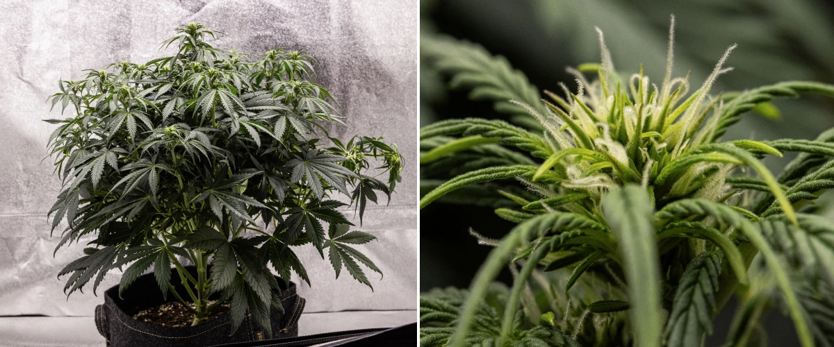 Granddaddy Purple Auto vecka 6: blommande buske Granddaddy Purple Auto cannabisplanta under vecka 6, med ett tätt mörkgrönt blommande bladverk, buskig grenstruktur, tidiga vita pistiller och sund budutveckling.