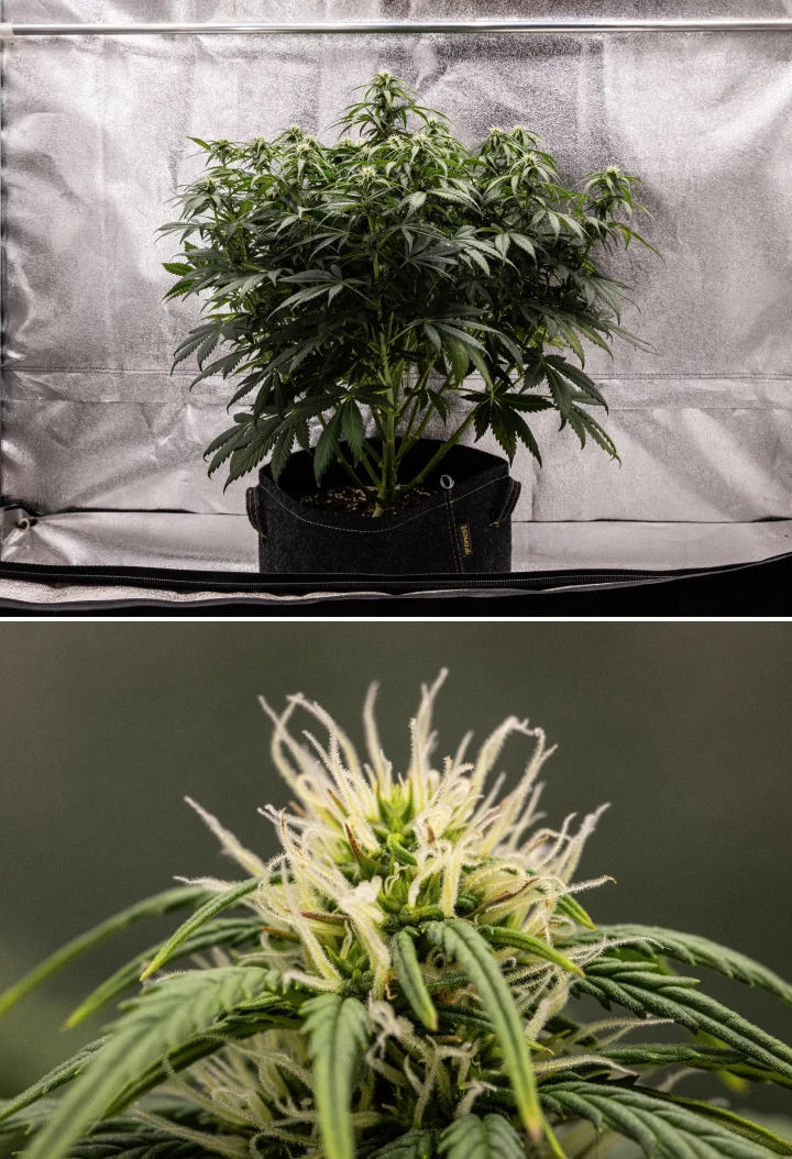 Granddaddy Purple Auto vecka 7: buds fylls ut Granddaddy Purple Auto cannabisplanta under vecka 7, med en kompakt buskig struktur, frisk blomningstillväxt, buds som fylls ut och lätt gulning av de nedre bladen medan blomningen fortsätter.