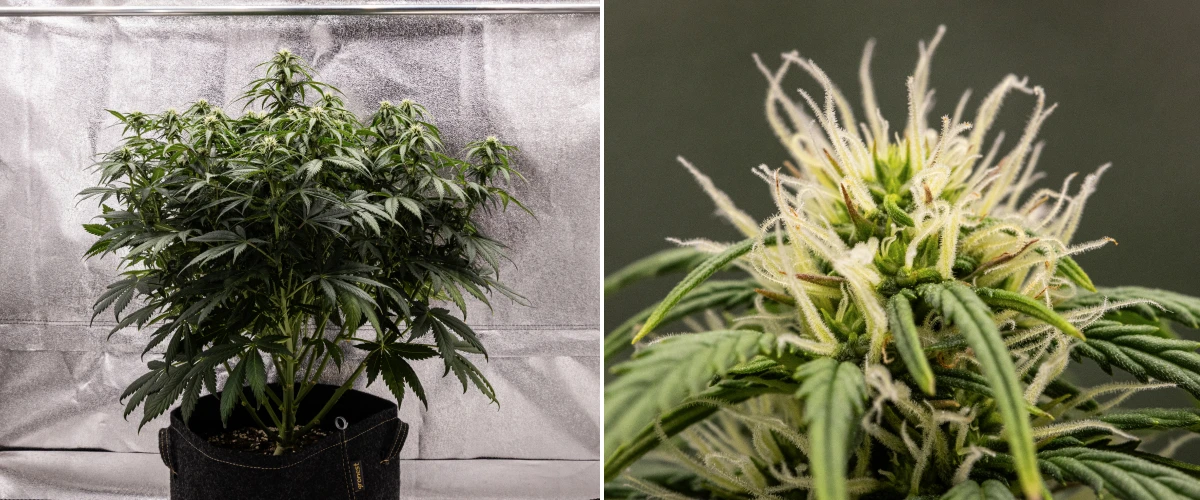 Granddaddy Purple Auto vecka 7: buds fylls ut Granddaddy Purple Auto cannabisplanta under vecka 7, med en kompakt buskig struktur, frisk blomningstillväxt, buds som fylls ut och lätt gulning av de nedre bladen medan blomningen fortsätter.