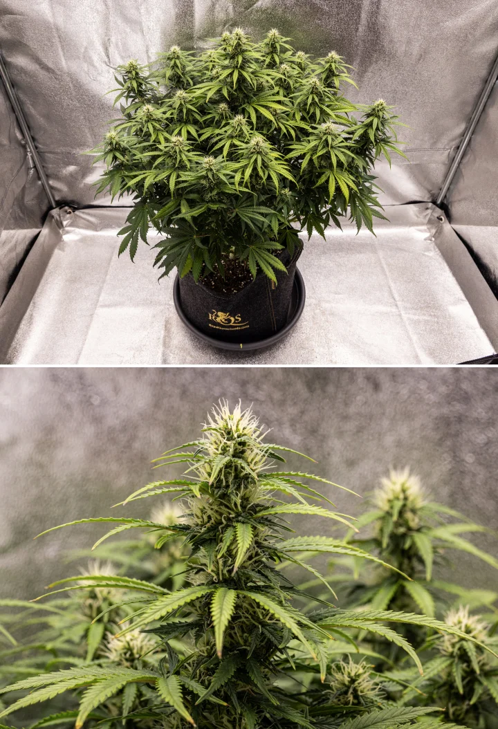 Granddaddy Purple Auto vecka 8: solid budutveckling Granddaddy Purple Auto cannabisplanta under vecka 8, med solid budutveckling, kompakt fyllig canopy, friskt grönt bladverk och tjocka blommande colas fyra veckor in i blomningen.