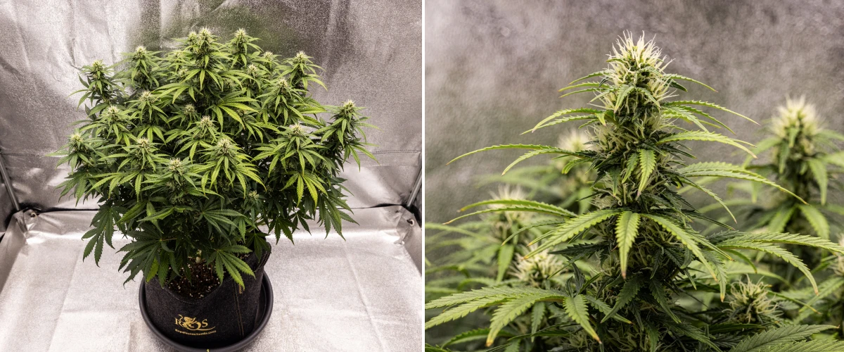 Granddaddy Purple Auto vecka 8: solid budutveckling Granddaddy Purple Auto cannabisplanta under vecka 8, med solid budutveckling, kompakt fyllig canopy, friskt grönt bladverk och tjocka blommande colas fyra veckor in i blomningen.