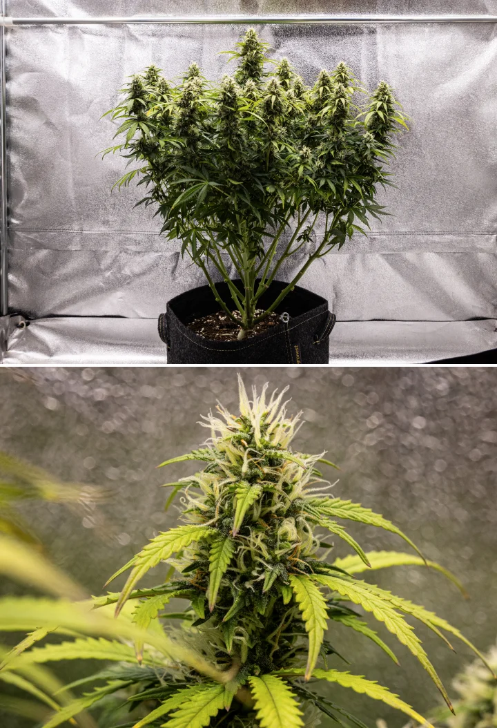 Granddaddy Purple Auto vecka 9: trikomrika buds Granddaddy Purple Auto cannabisplanta under vecka 9, med fasta trikomrika buds, bukettliknande blommande grenar, ljusare gröna blad och glittrande colas som närmar sig mognad.