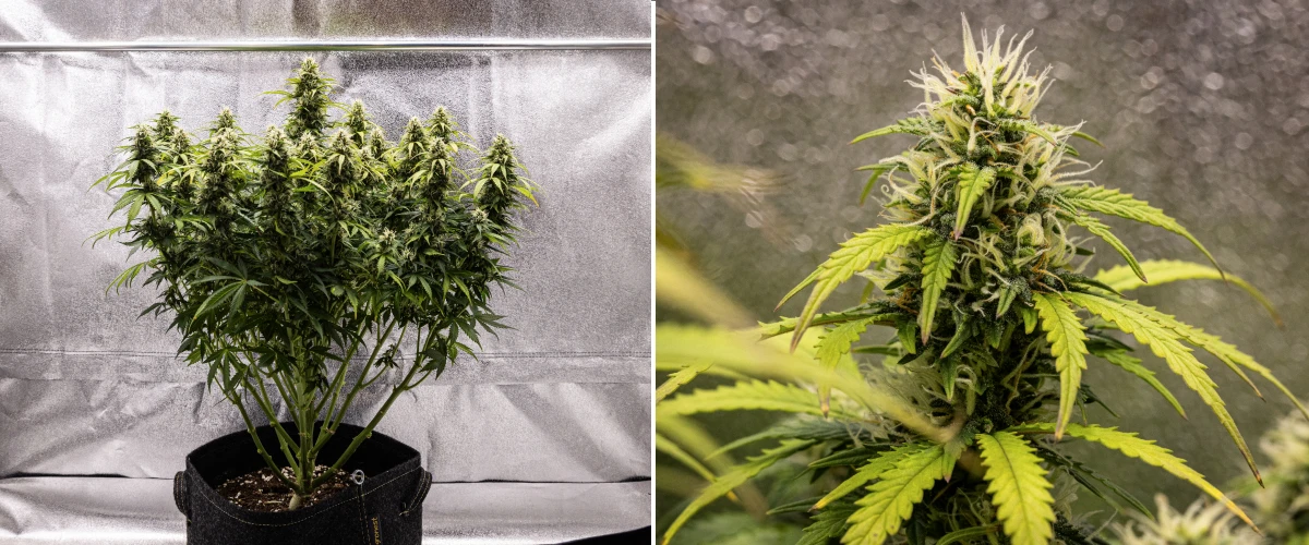 Granddaddy Purple Auto vecka 9: trikomrika buds Granddaddy Purple Auto cannabisplanta under vecka 9, med fasta trikomrika buds, bukettliknande blommande grenar, ljusare gröna blad och glittrande colas som närmar sig mognad.