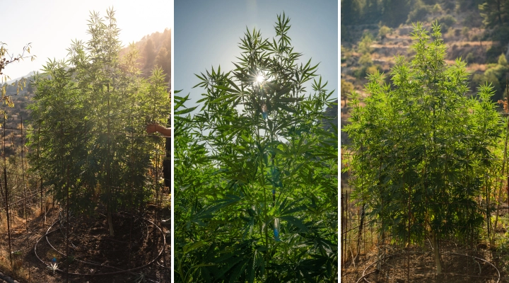 Skörd av F1-hybrider: cannabisplantor utomhus F1-hybridplantor av cannabis som växer utomhus i solljus, med höga stjälkar, tätt grönt bladverk, kraftig förgrening och ett stödnät.