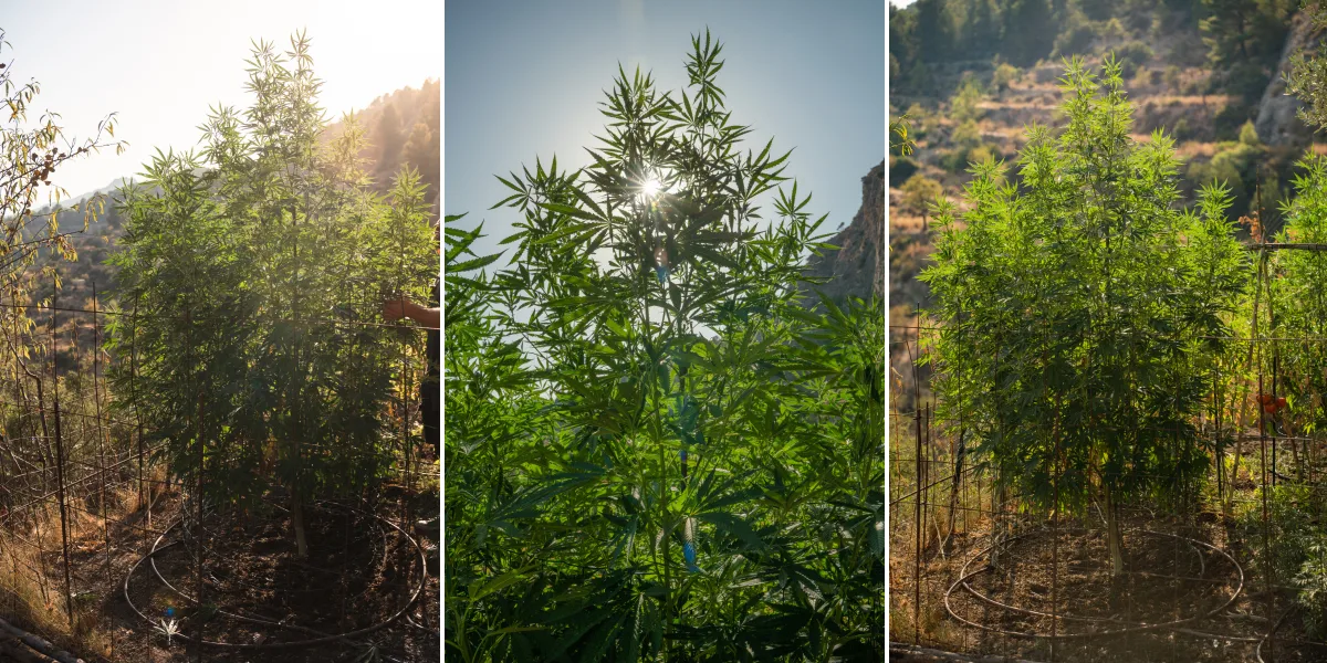 Skörd av F1-hybrider: cannabisplantor utomhus F1-hybridplantor av cannabis som växer utomhus i solljus, med höga stjälkar, tätt grönt bladverk, kraftig förgrening och ett stödnät.