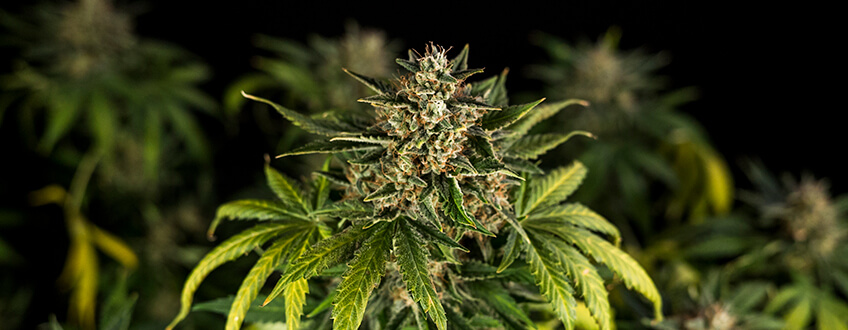 Vad är autoblommande cannabisfrön? Vad är autoblommande cannabisfrön?