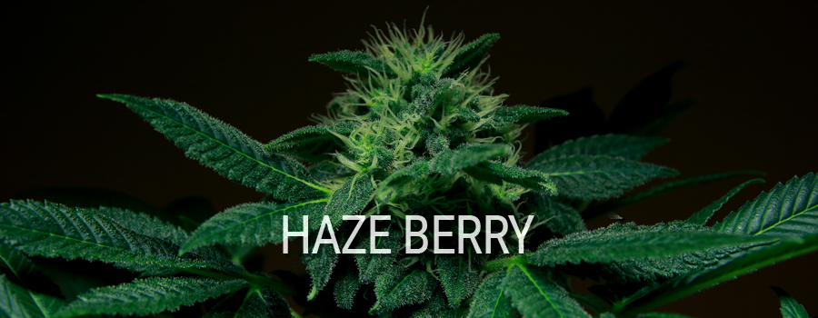 Haze Berry Royal Queen Seeds