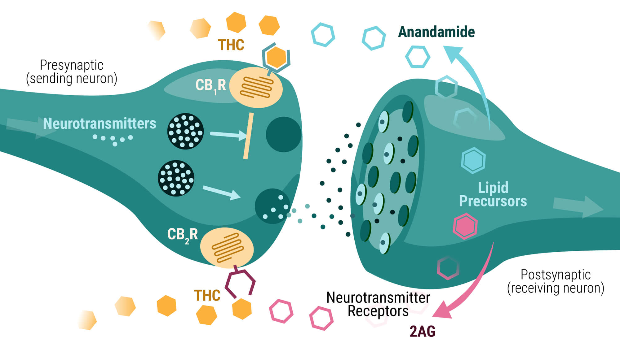 How-THC-Binds-to-Cannabinoid-Receptors-CB1