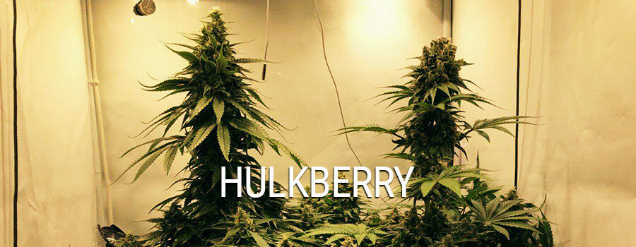 Hulkberry