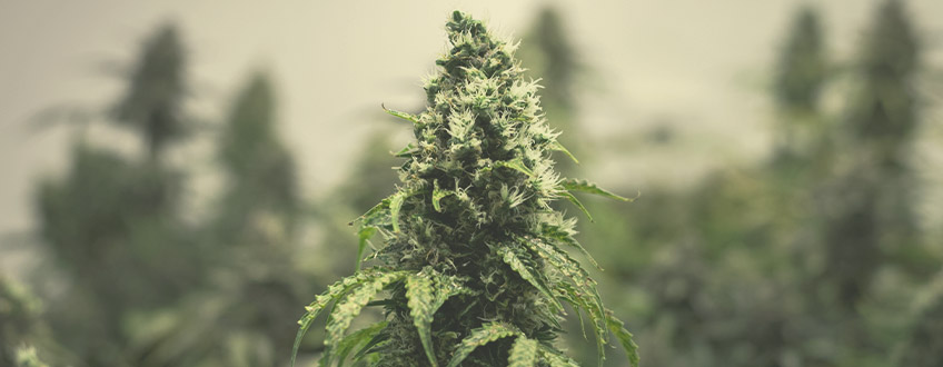 En guide till de sista veckorna av din cannabis blomningsfas