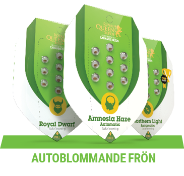 AUTOBLOMMANDE CANNABIS FRÖN