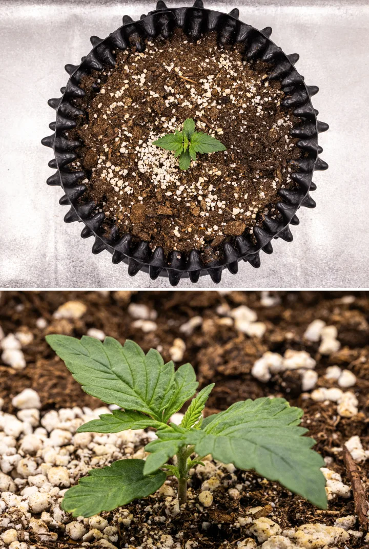 NYC Sour Diesel Auto cannabisplanta i vecka 1 av vegetativ tillväxt med kompakta friska blad, tidig förgrening och långsam men stabil utveckling under LED-ljus