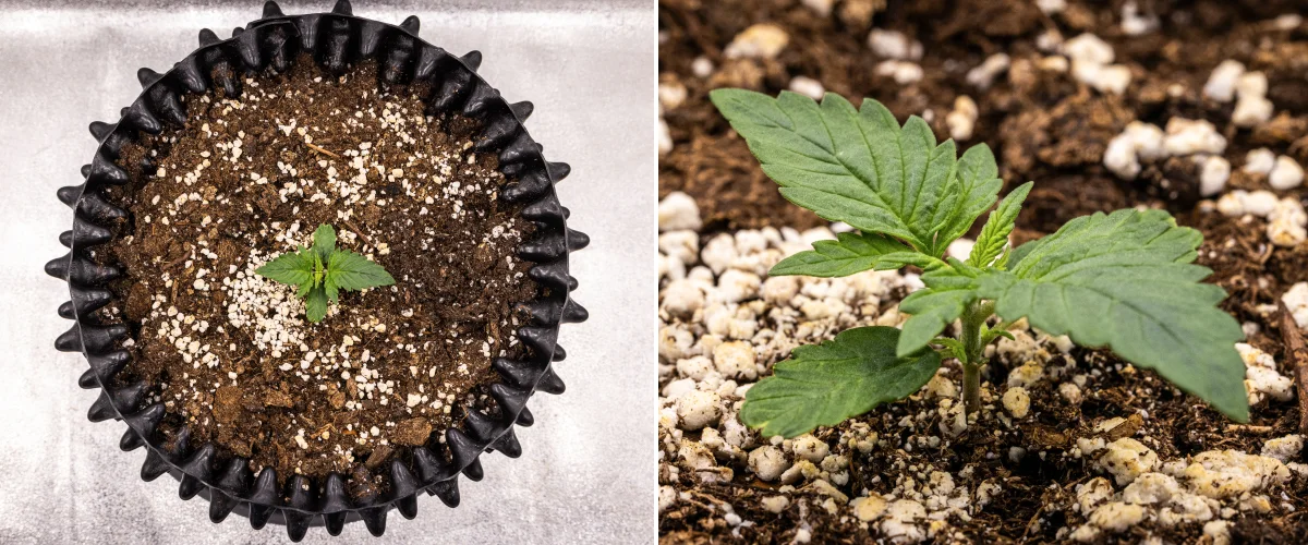 NYC Sour Diesel Auto cannabisplanta i vecka 1 av vegetativ tillväxt med kompakta friska blad, tidig förgrening och långsam men stabil utveckling under LED-ljus