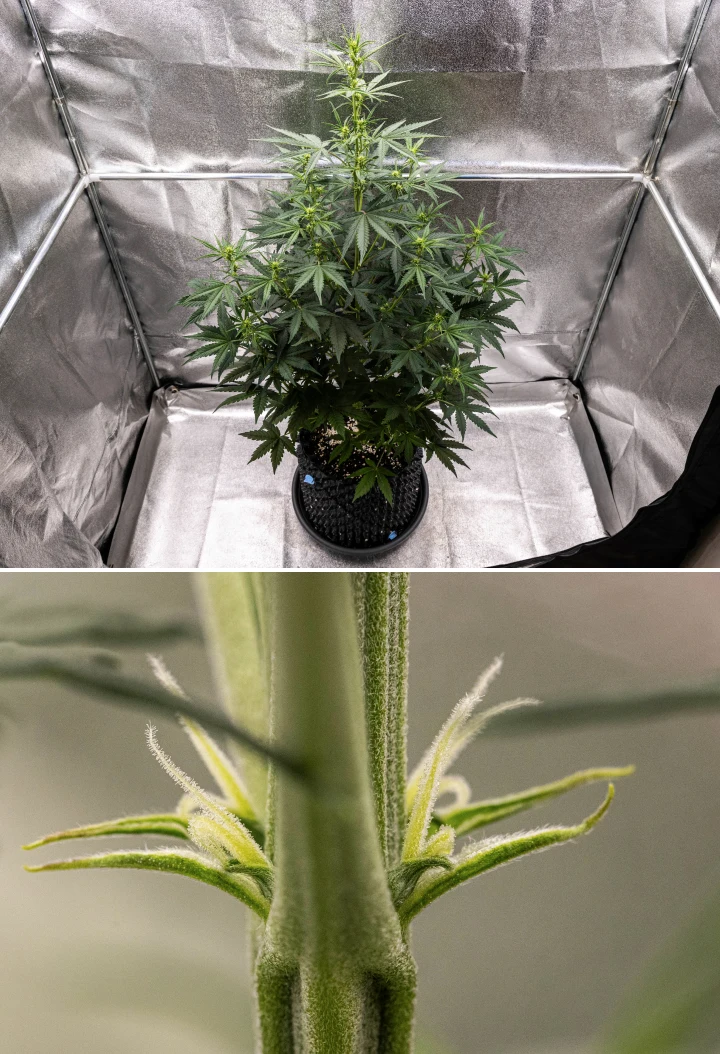 NYC Sour Diesel Auto cannabisplanta i vecka 4 av blomningen, cirka 97 cm hög, med kraftig stretch, hög öppen struktur, större avstånd i toppen och tidiga blomplatser under LED-ljus