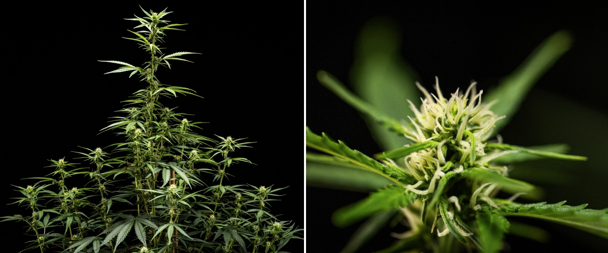 NYC Sour Diesel Auto cannabisplanta i vecka 5 av blomningen, cirka 120 cm hög, med fortsatt stretch, växande blomplatser över hela kronan och jämn blomutveckling utanför odlingstältet