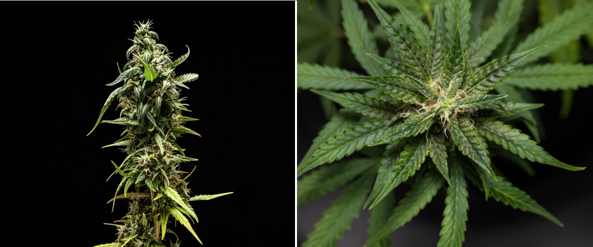 NYC Sour Diesel Auto cannabisplanta i vecka 8 av blomningen med mjölkiga trikomer, kompakta aromatiska blommor, kraftig hartsproduktion och en något mindre mogen toppcola nära skörd