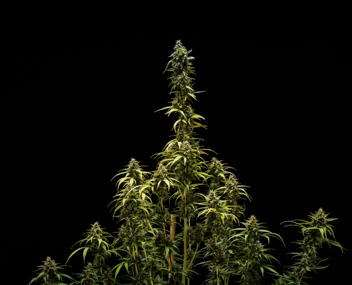 Slutresultat för NYC Sour Diesel Auto