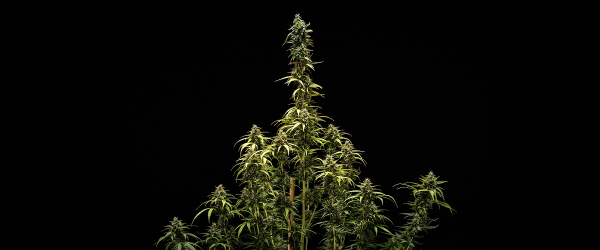 Slutresultat för NYC Sour Diesel Auto