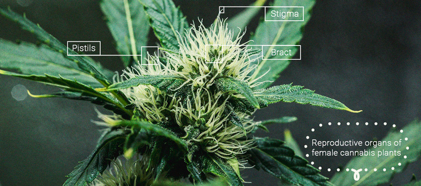 The Importance Of Pistils To Cannabis Growers