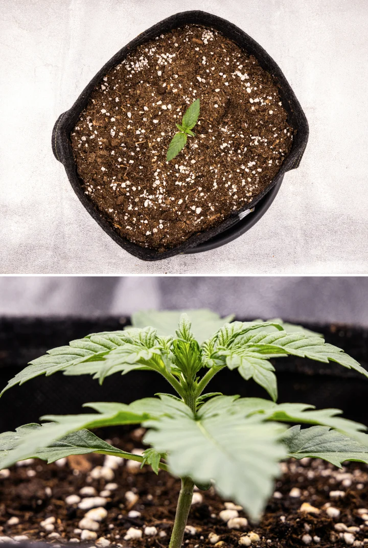 Cannabisplanta av sorten Pink Mist Auto i plantstadiet under vecka 1, med tidig tillväxt i en tygkruka fylld med jord och utveckling av de första riktiga bladen.