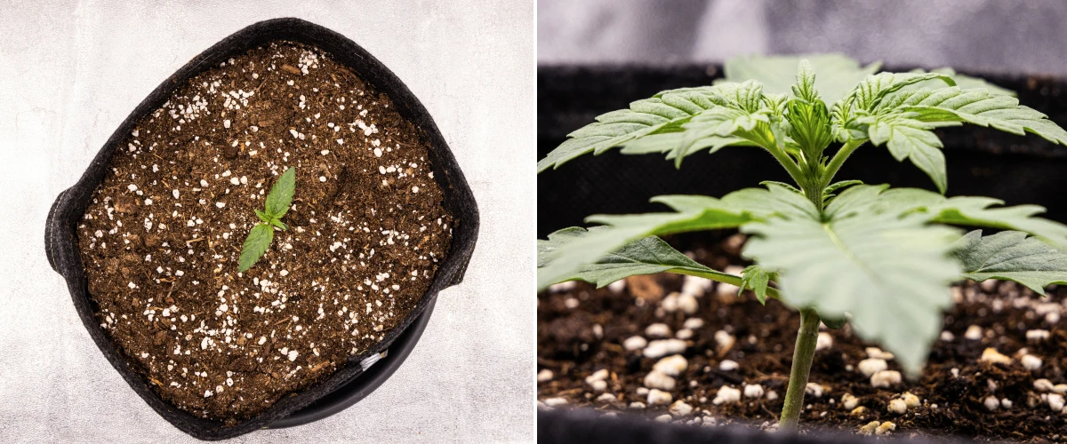 Cannabisplanta av sorten Pink Mist Auto i plantstadiet under vecka 1, med tidig tillväxt i en tygkruka fylld med jord och utveckling av de första riktiga bladen.