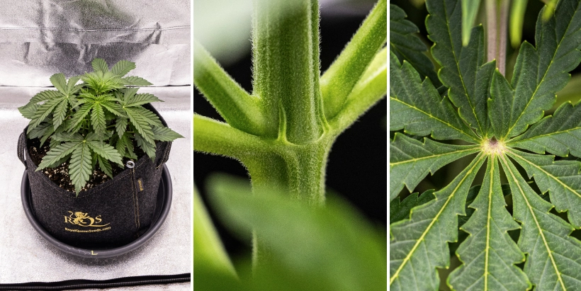 Cannabisplanta av sorten Pink Mist Auto under vecka 2–4 av den vegetativa tillväxten, med friskt grönt bladverk, växande grenar och de första tecknen på blomning.