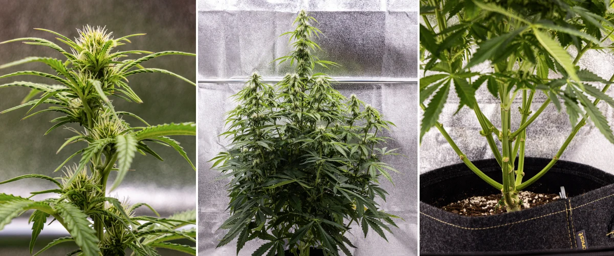 Cannabisplanta av sorten Pink Mist Auto under blomningsveckorna 5–7, med knoppar under utveckling och vita pistiller, kraftig tillväxt på höjden och beskärning av de nedre grenarna.