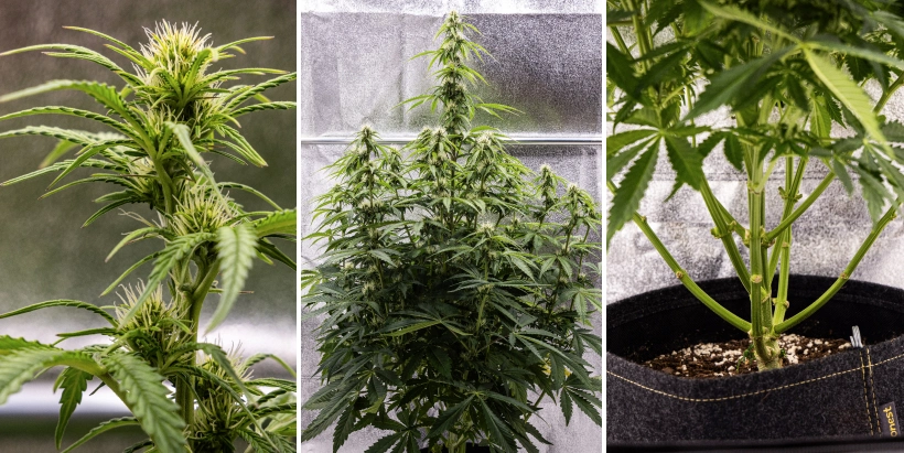 Cannabisplanta av sorten Pink Mist Auto under blomningsveckorna 5–7, med knoppar under utveckling och vita pistiller, kraftig tillväxt på höjden och beskärning av de nedre grenarna.