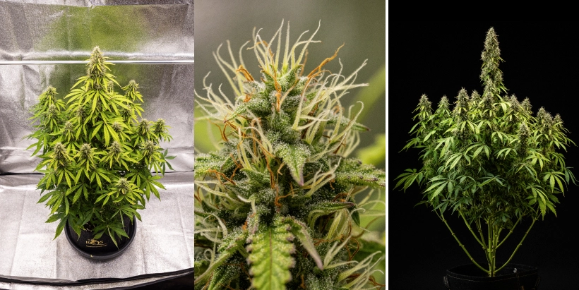 Cannabisplanta av sorten Pink Mist Auto under blomningsveckorna 8–11, med täta trikomtäckta blommor, orange pistiller, gulnande blad och mogna blommor redo för skörd.