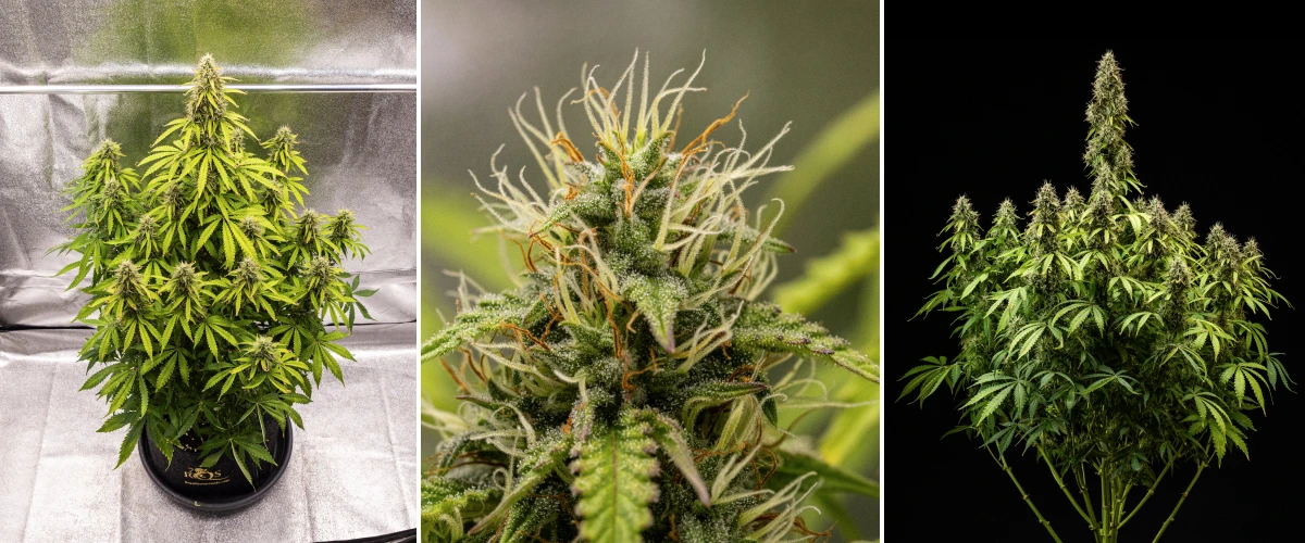 Cannabisplanta av sorten Pink Mist Auto under blomningsveckorna 8–11, med täta trikomtäckta blommor, orange pistiller, gulnande blad och mogna blommor redo för skörd.