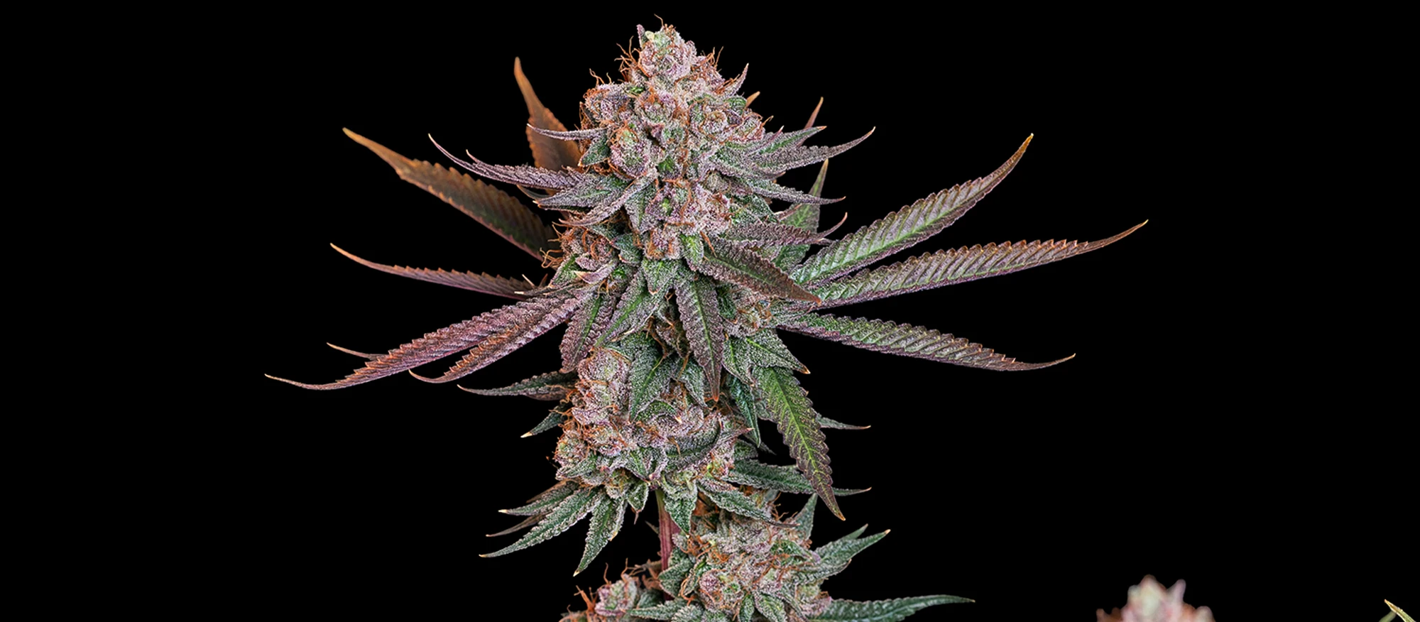 Pink Runtz Pink Runtz