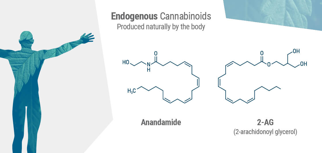 De två primära endocannabinoiderna i kroppen är anandamid och 2-AG.