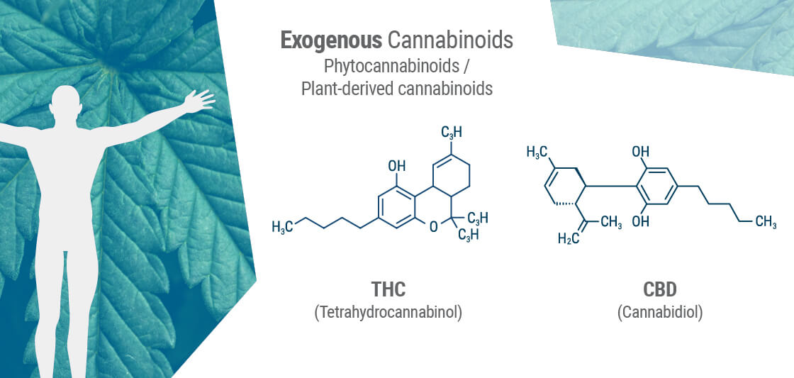 Fytocannabinoider delar ofta en liknande molekylstruktur med våra egna endocannabinoider