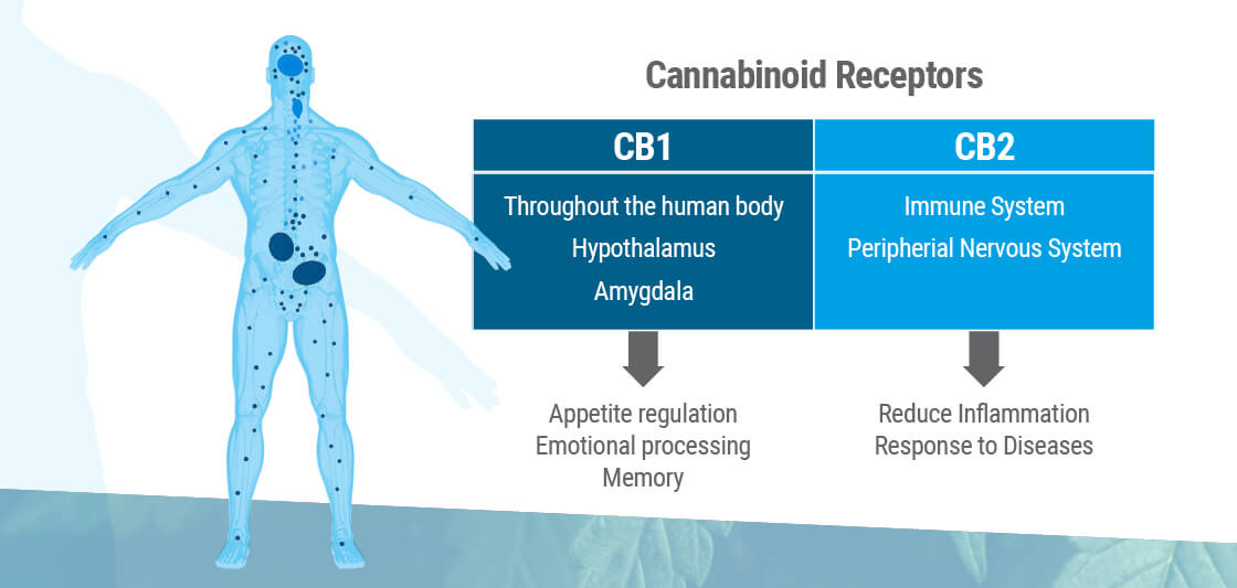 Det endocannabinoida systemet har två huvud-receptorer: CB1 och CB2